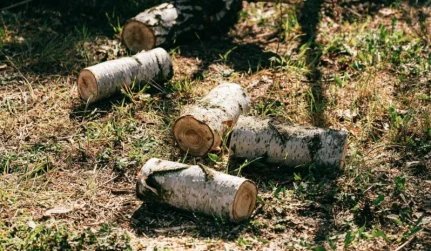 Timber Management@1x